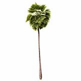 Borassus_Flabellifer_(10.5m)