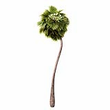 Borassus_Flabellifer_(11.1m)