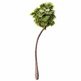 Borassus_Flabellifer_(14.4m)