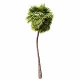Borassus_Flabellifer_(8.1m)
