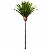 Canary Island Date Palm Phoenix Canariensis 13,6m
