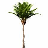 Canary Island Date Palm Phoenix Canariensis3 8,7m