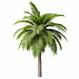 Canary Island Date Palm Phoenix Canariensis4 8,1m