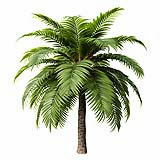 Canary Island Date Palm Phoenix Canariensis5 5,5m