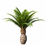 Canary Island Date Palm Phoenix Canariensis6 4,8m
