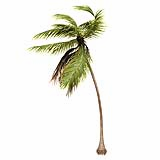 Cocos-Nucifera_Medium_Windy_(11.8m)