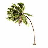 Cocos-Nucifera_Medium_Windy_(12.7m)