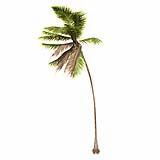Cocos-Nucifera_Medium_Windy_(16.8m)