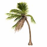 Cocos-Nucifera_Medium_Windy_(8.6m)