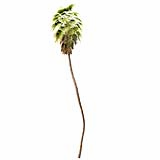 Mexican Fan Palm Washingtonia Robusta 12,7m
