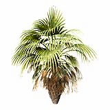 Mexican Fan Palm Washingtonia Robusta 3,5m