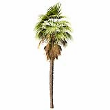 Mexican Fan Palm Washingtonia Robusta 6m