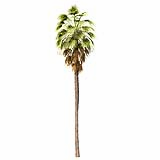 Mexican Fan Palm Washingtonia Robusta 9,4m