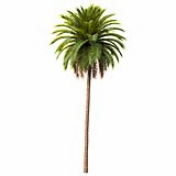 Phoenix_Canariensis_(13.4m)
