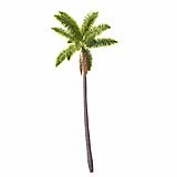 Roystonea_Regia_(15.6m)