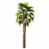 Sabal Palmetto Cabbage Palm Tree 8,4m