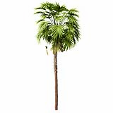Sabal Palmetto Cabbage Palm Tree2 10,2m