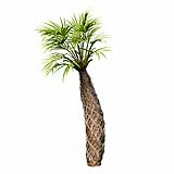 Sabal Palmetto Cabbage Palm Tree3 6,05m