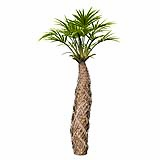 Sabal Palmetto Cabbage Palm Tree4 6,04m