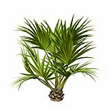 Sabal Palmetto Cabbage Palm Tree5 4,3m