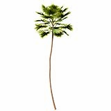 Saribus_Rotundifolius_(8.7m)