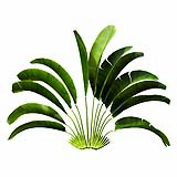 Strelitzia_Nicolai_(3.5m)