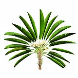 Strelitzia_Nicolai_(4.45m)