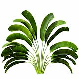 Strelitzia_Nicolai_(4.5m)