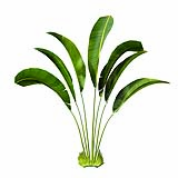 Strelitzia_Nicolai_(4.7m)