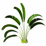 Strelitzia_Nicolai_(4.8m)