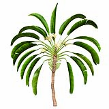 Strelitzia_Nicolai_(5.3m)