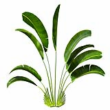 Strelitzia_Nicolai_(5.4m)