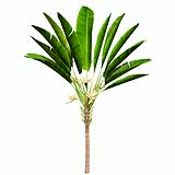 Strelitzia_Nicolai_(6.4m)