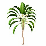 Strelitzia_Nicolai_(6.7m)