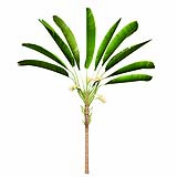 Strelitzia_Nicolai_(7.2m)