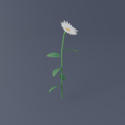 Daisy Single