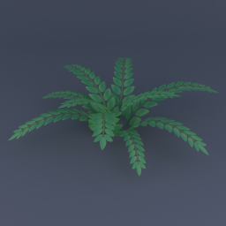 Fern 01