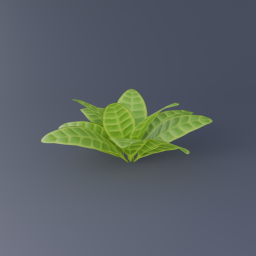 Croton Plant 01