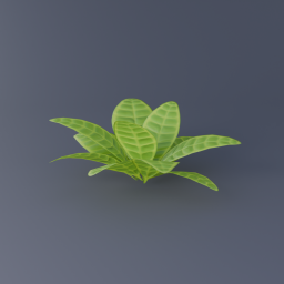 Croton Plant 02