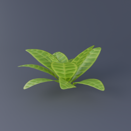 Croton Plant 03