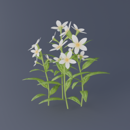 Jasmine Flower 01