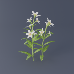 Jasmine Flower 02