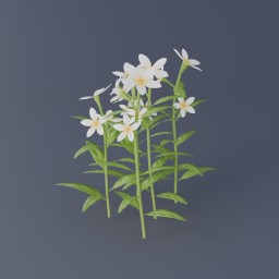 Jasmine Flower 03
