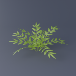 Jasmine Shrub 02