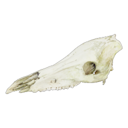 animal-skull