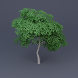 Birch Tree 03 - Green