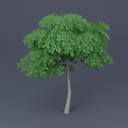 Birch Tree 04 - Green