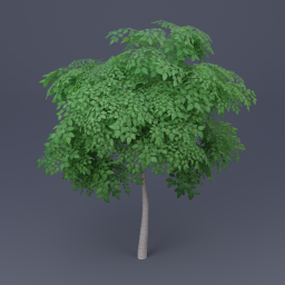 Birch Tree 05 - Green