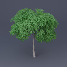 Birch Tree 06 - Green