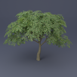 Maple Tree 02 - Green